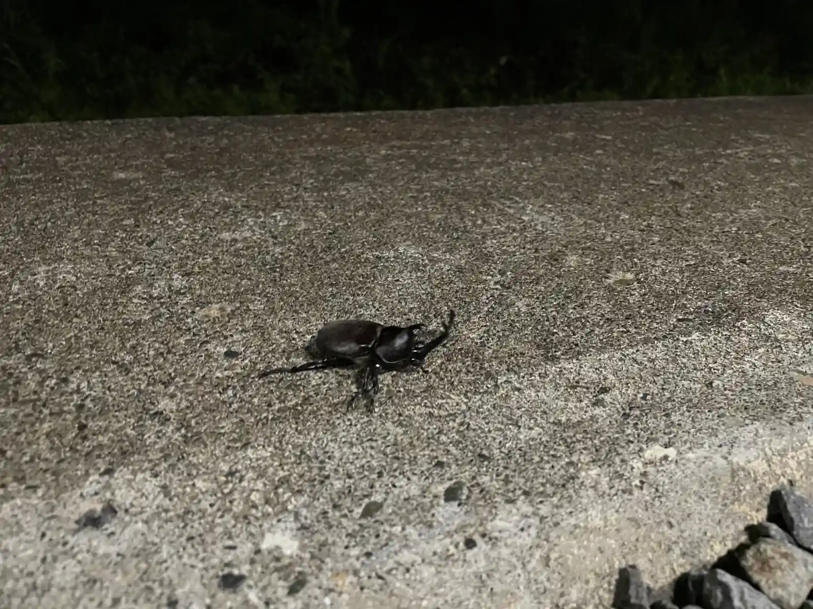 bug.