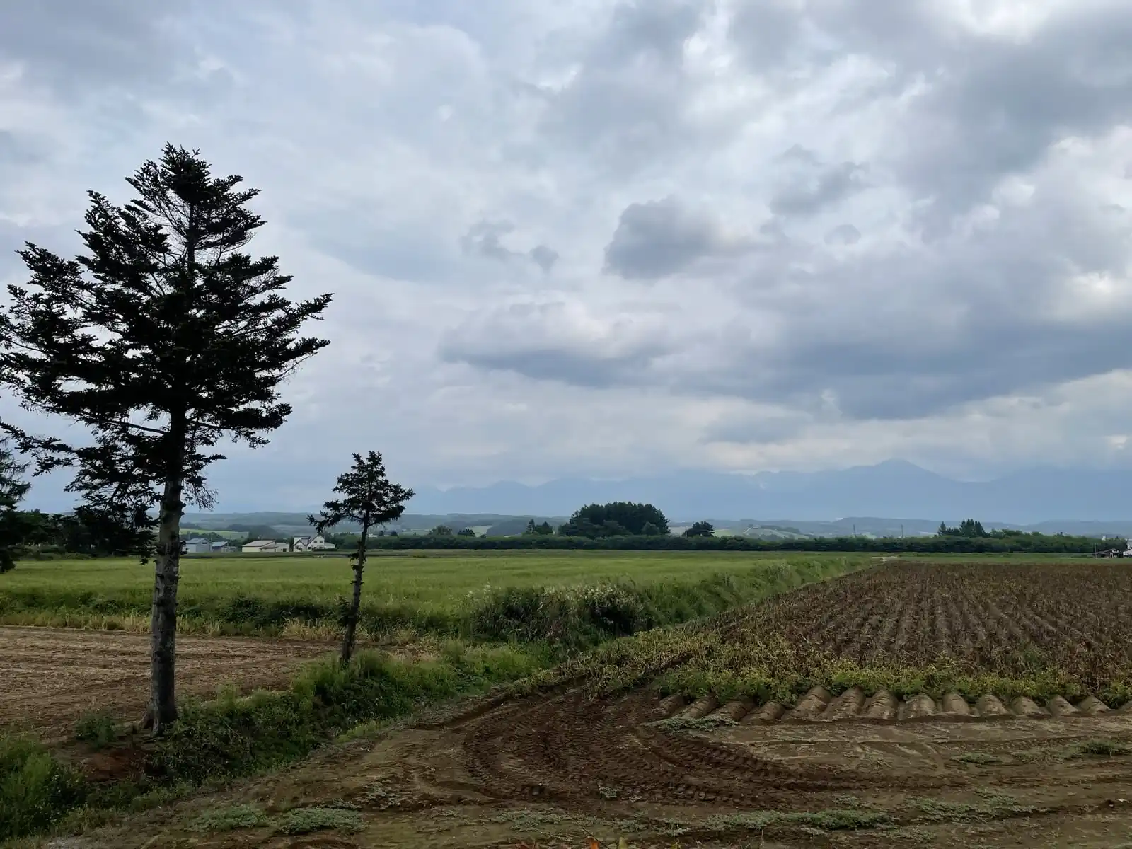 field.