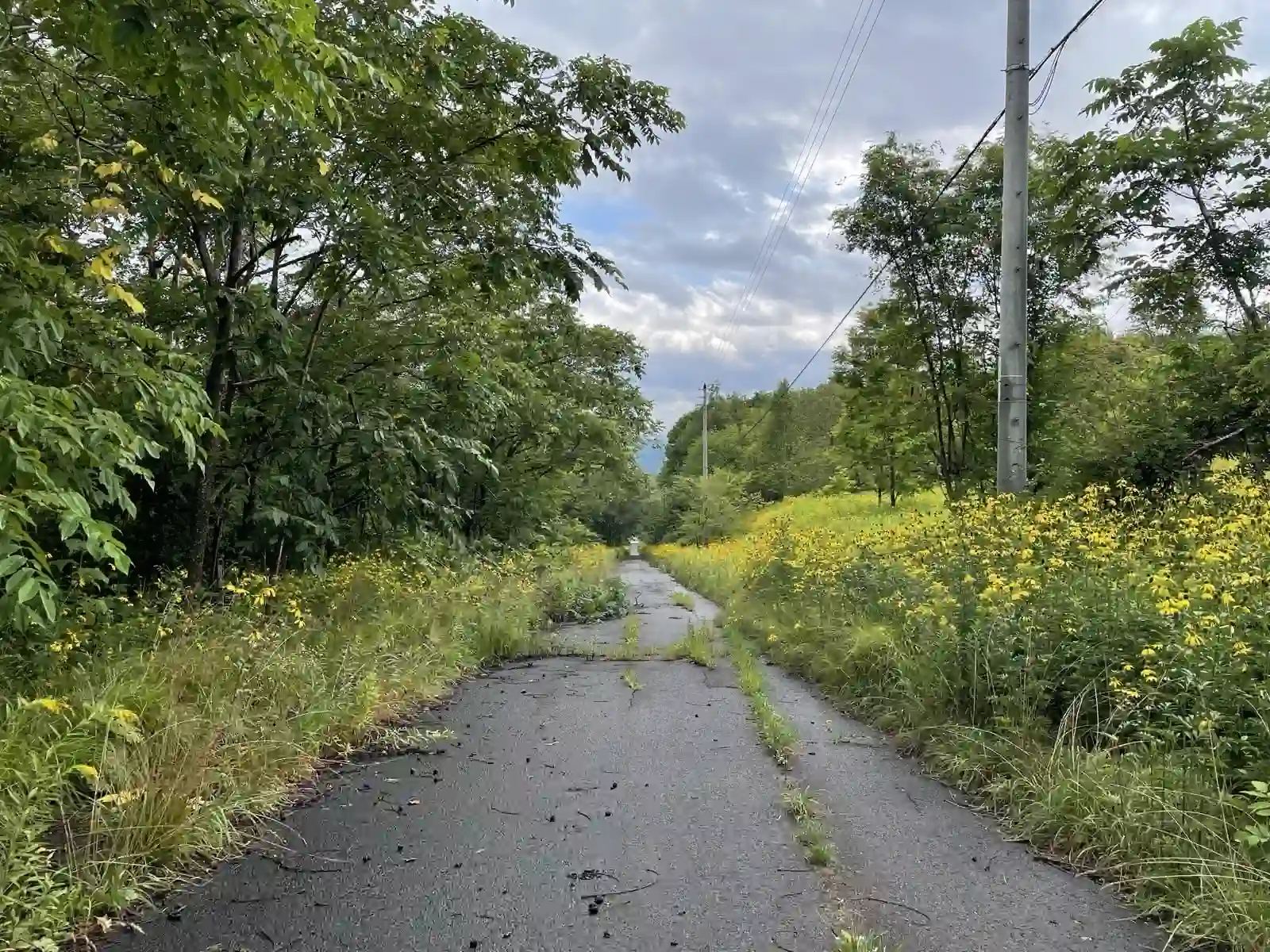 flower_road.