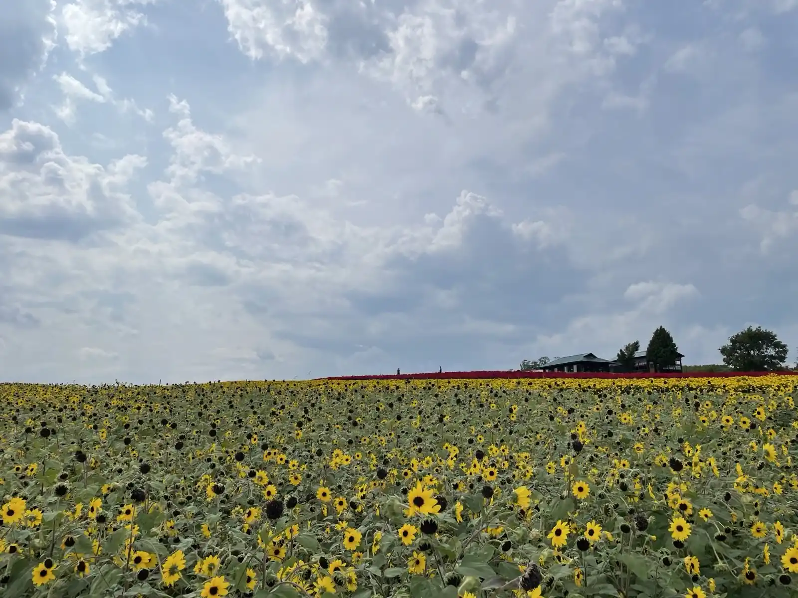 flowers2.