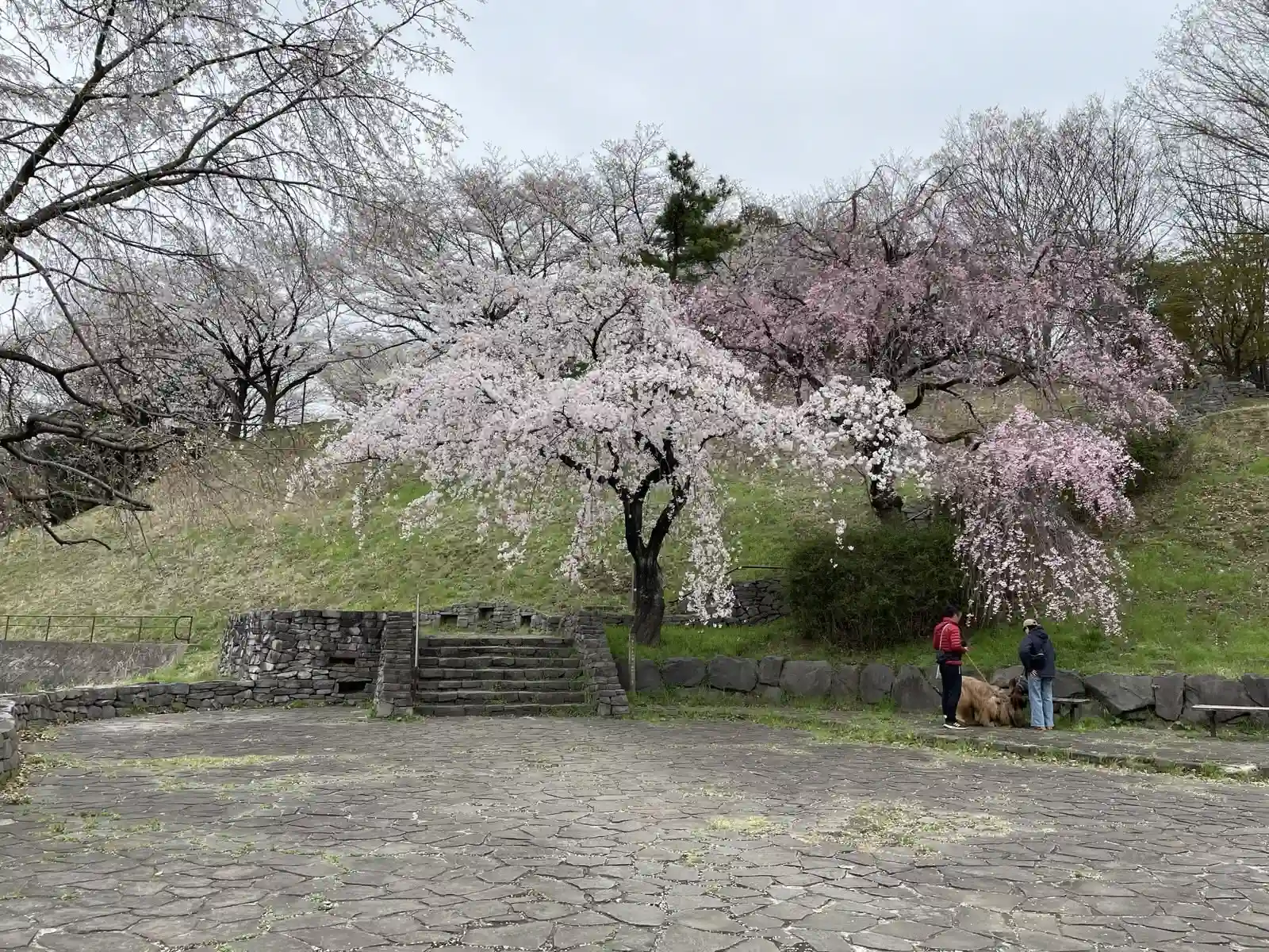 sakura1.