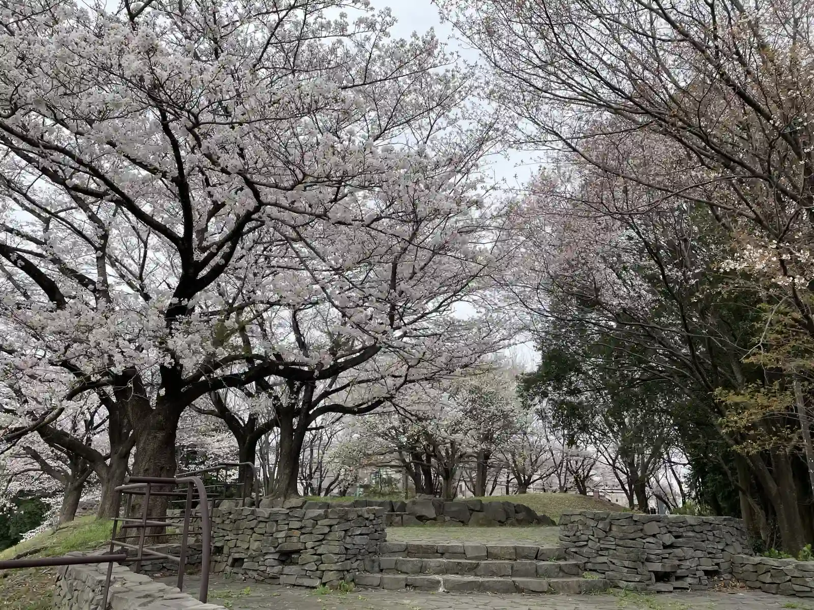 sakura2.