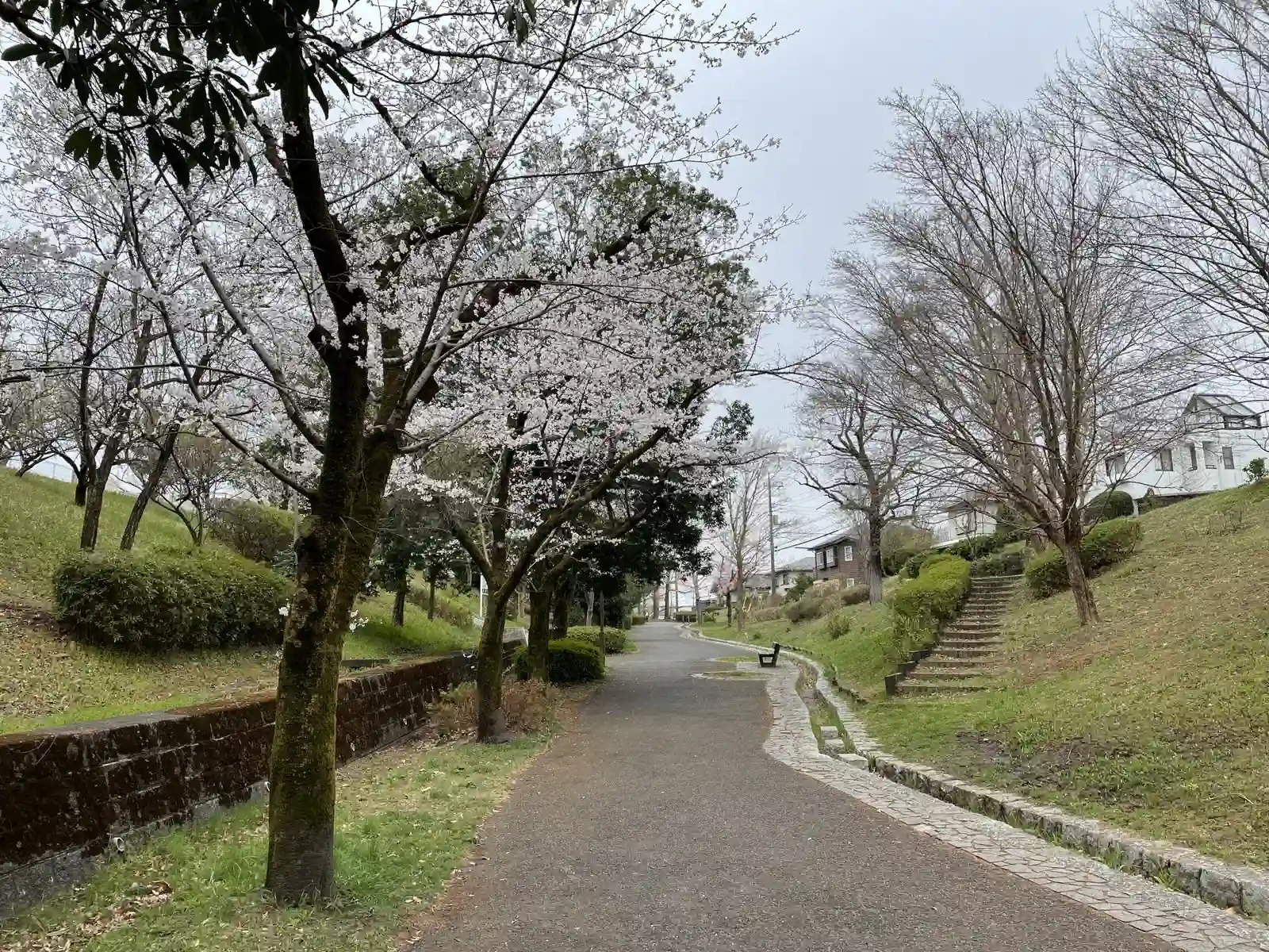 sakura3.