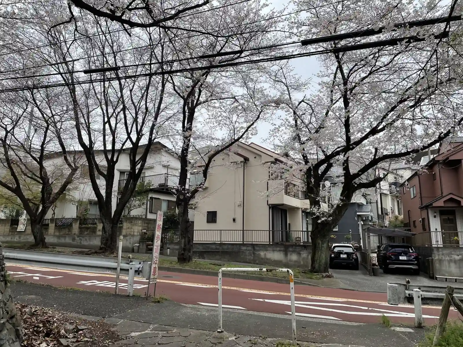 sakura4.
