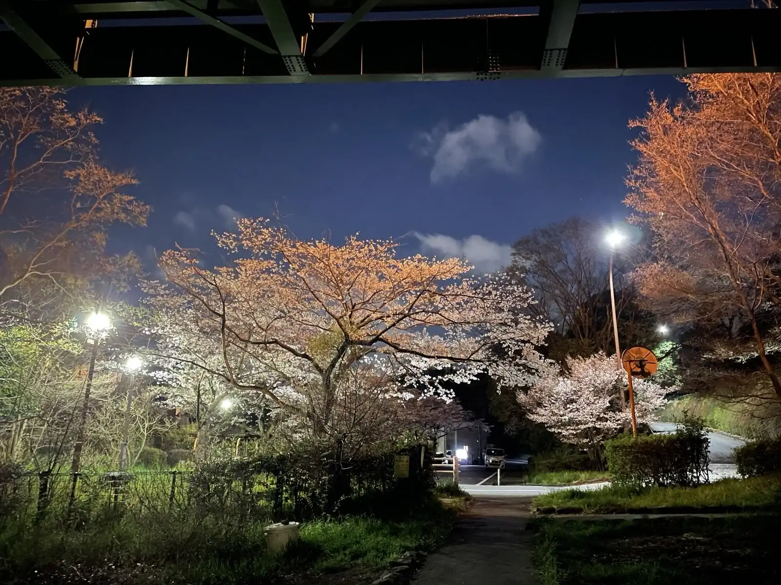 sakura5.