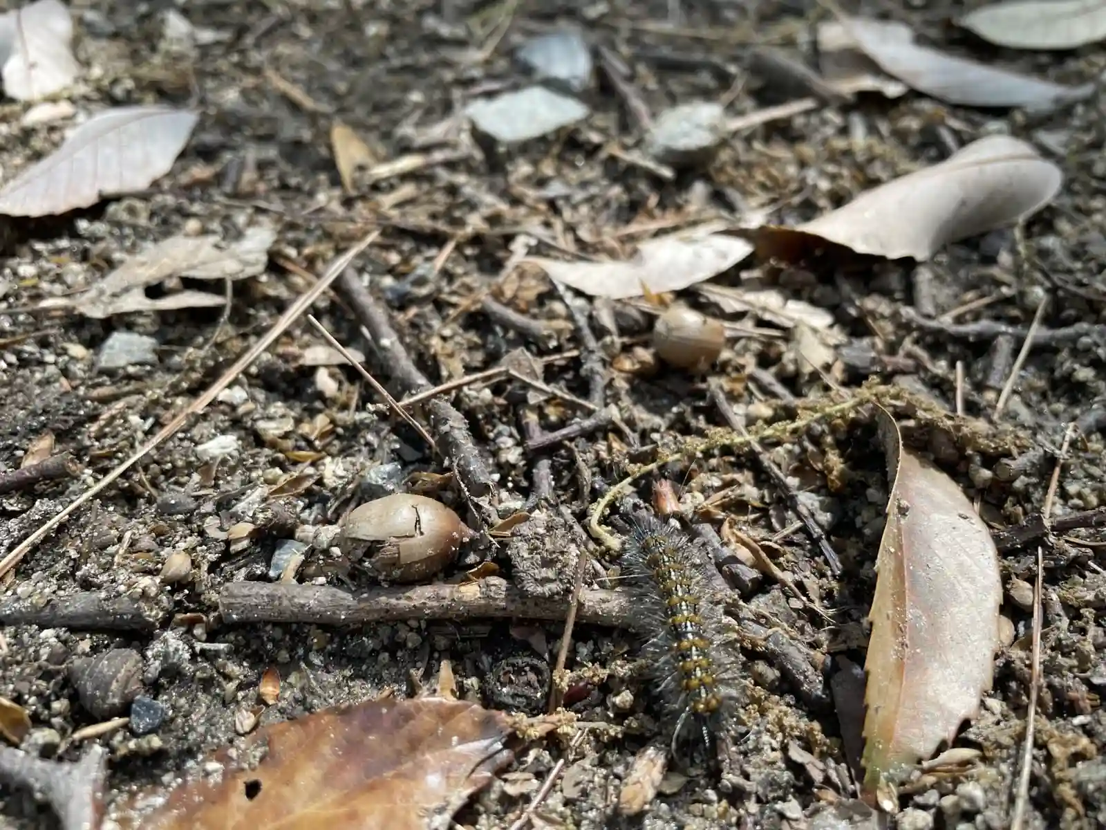 bug.