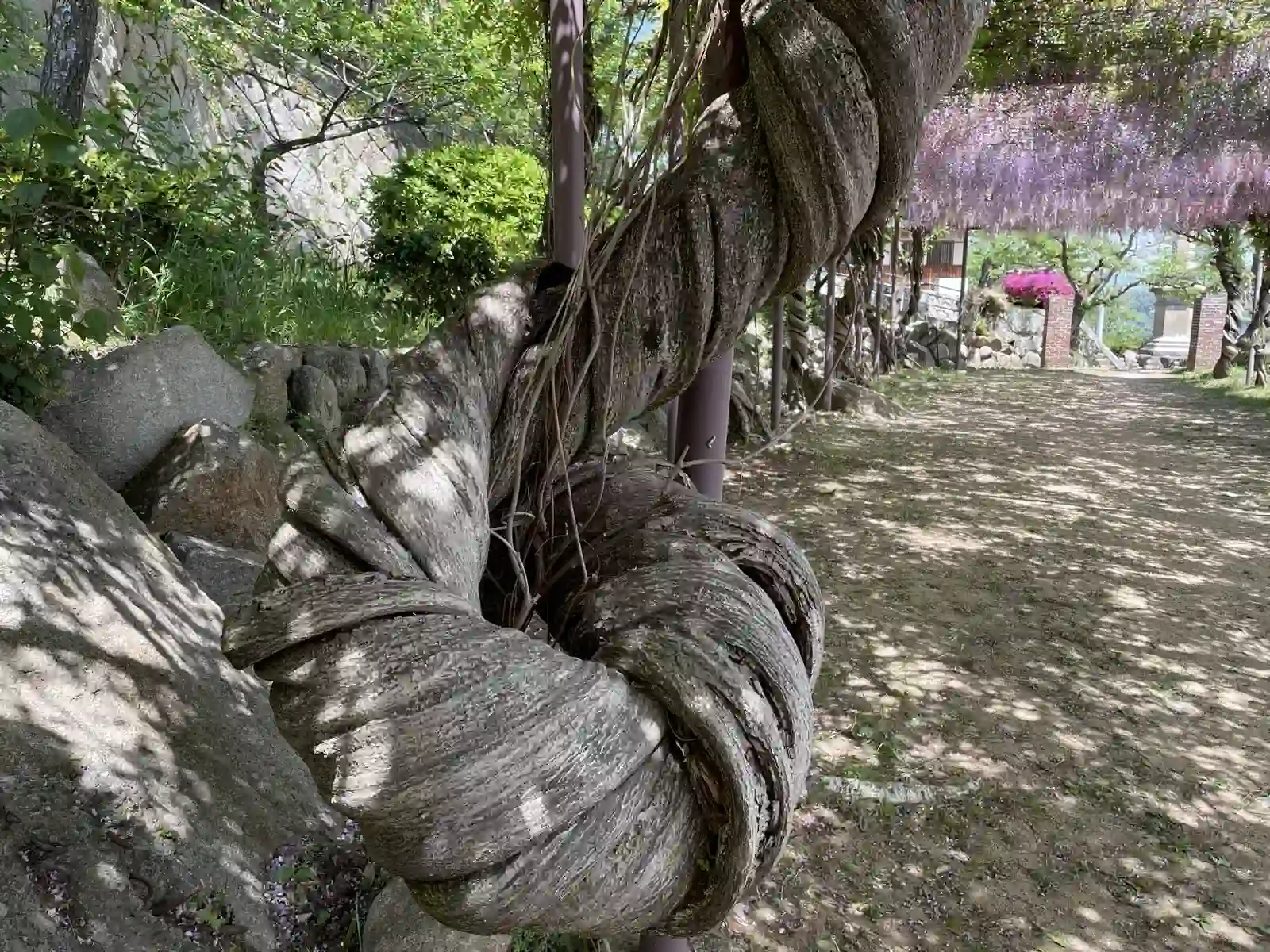 curlytree.
