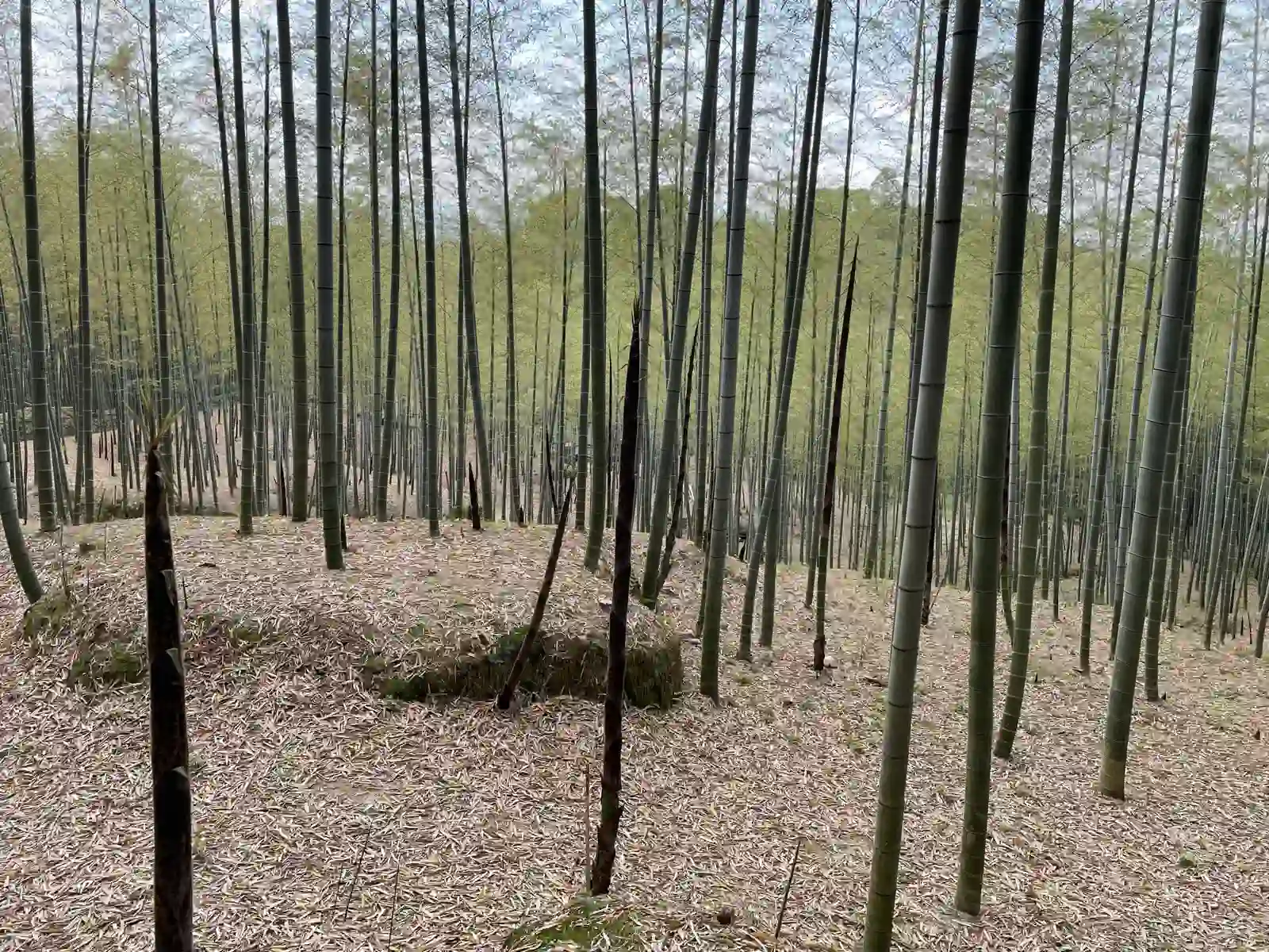 bamboo.