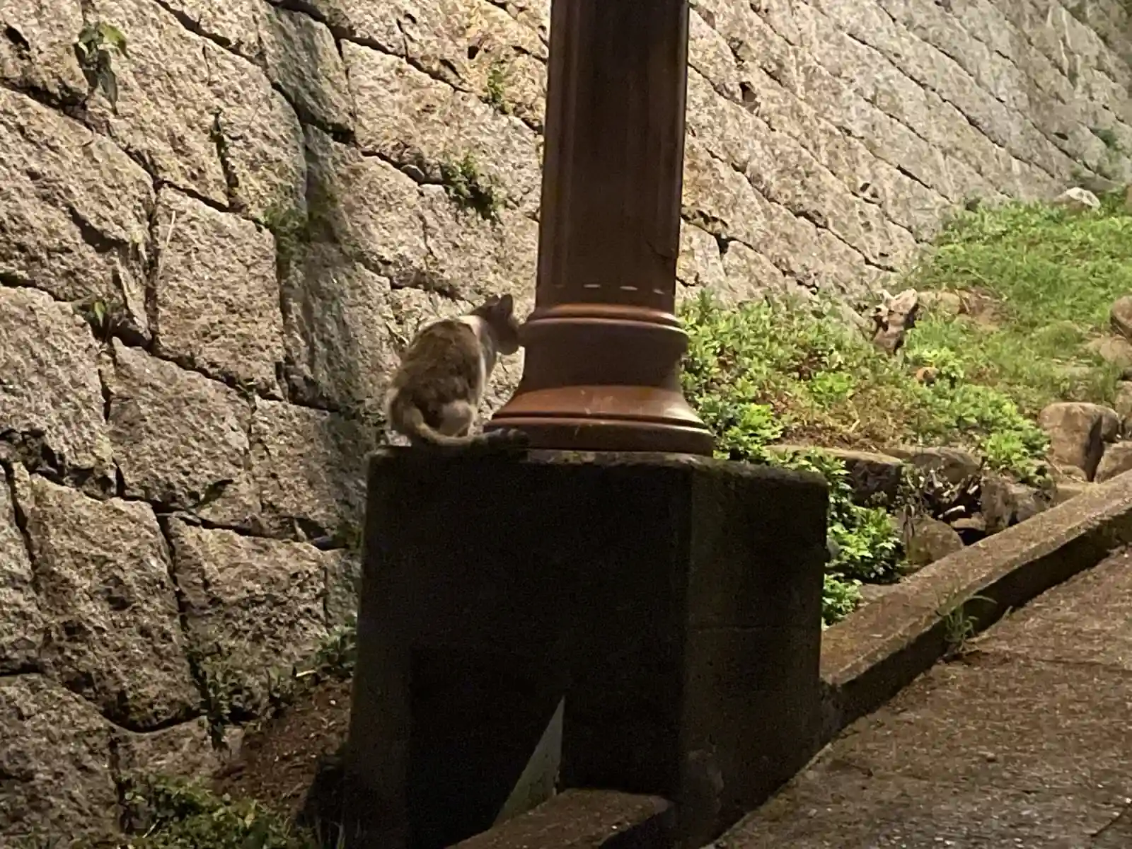 cat.
