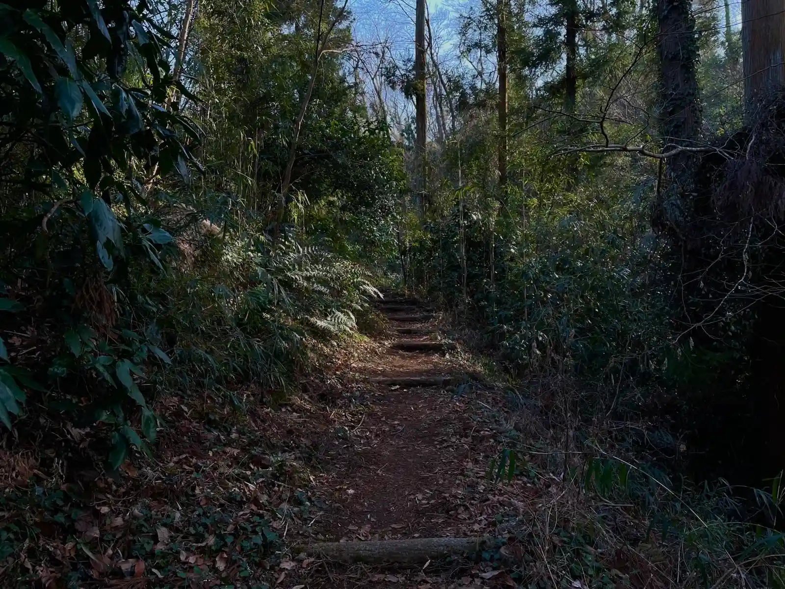Trail in a park.