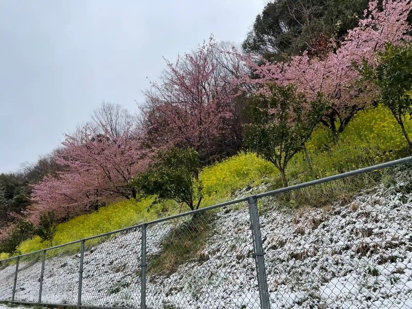 Sakura trees