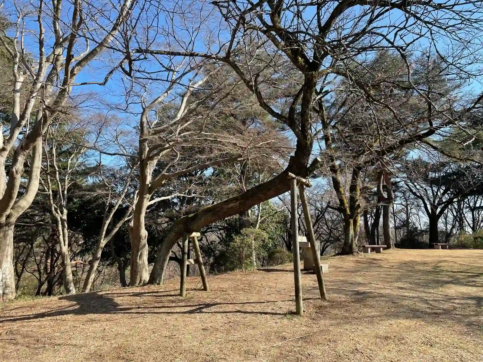 Tree in a park.