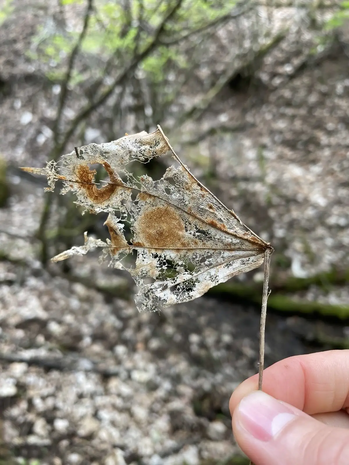 leaf.