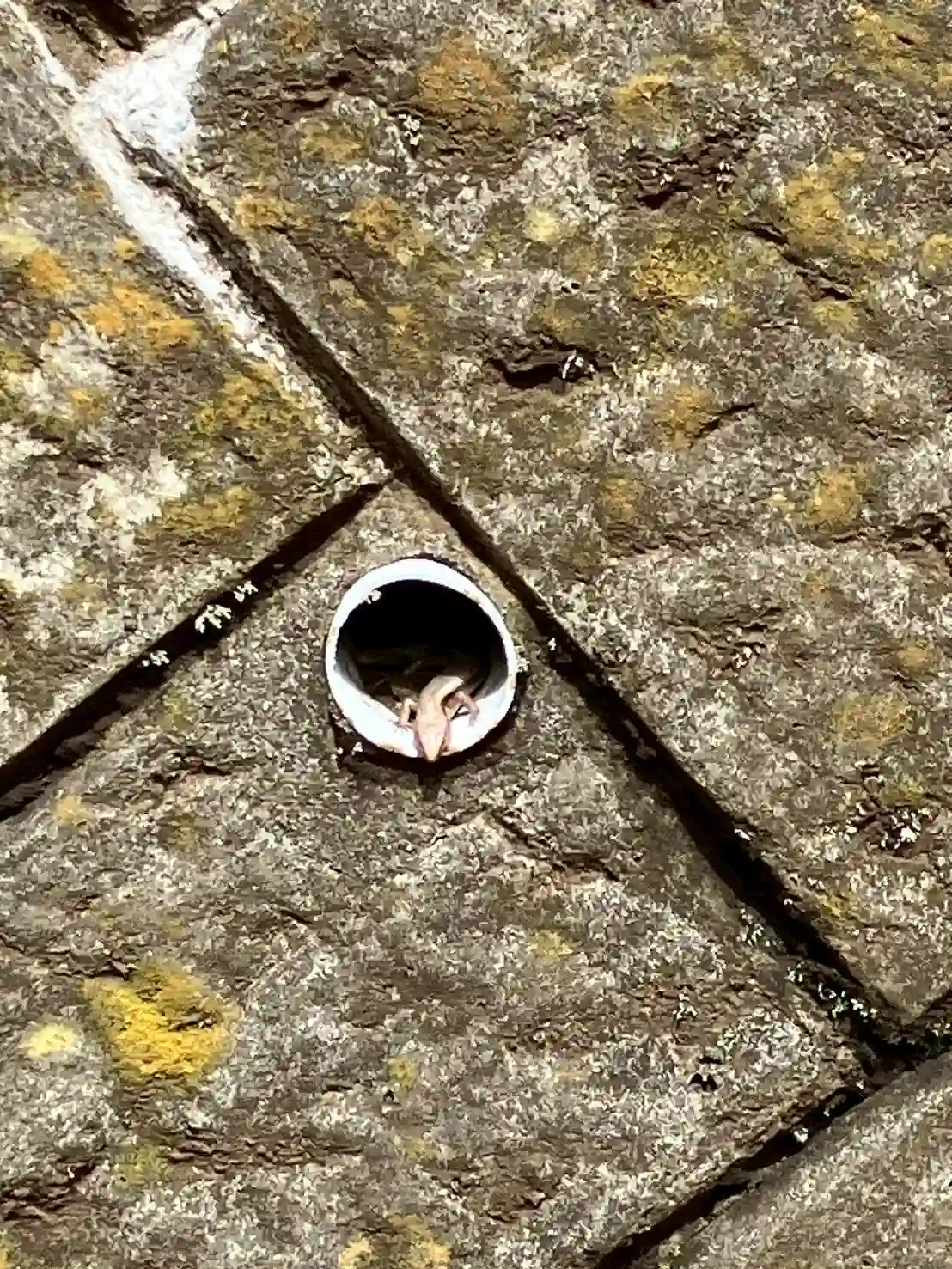 lizard.