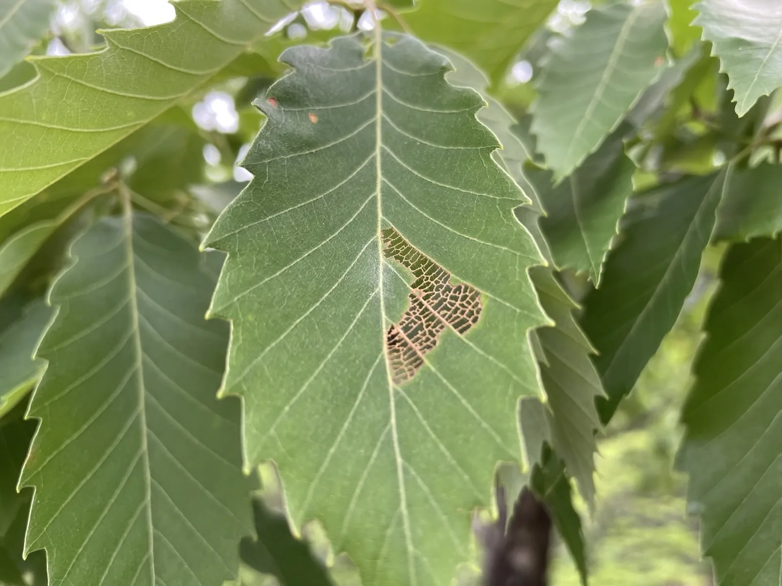 lunchleaf.