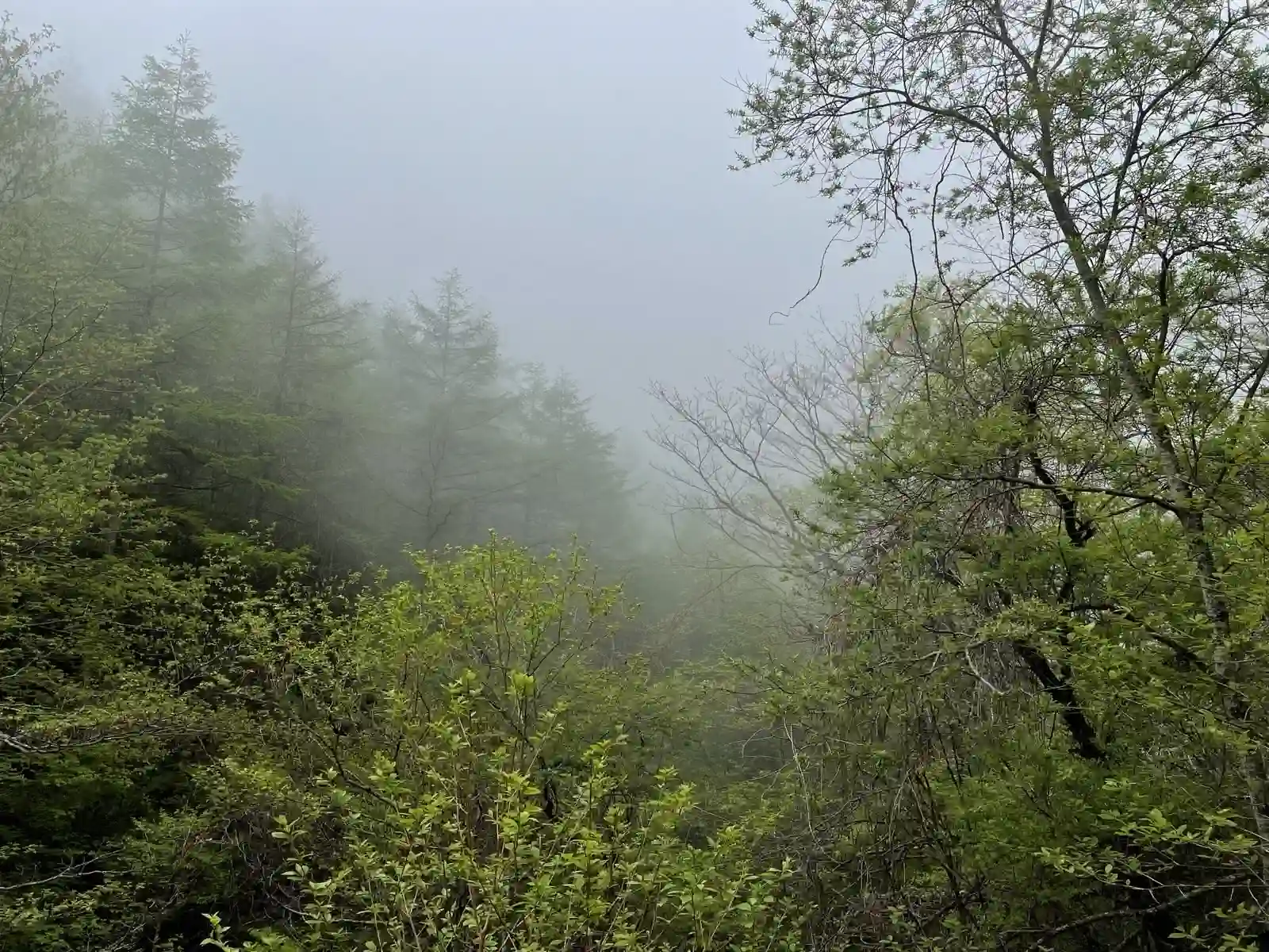 mist1.