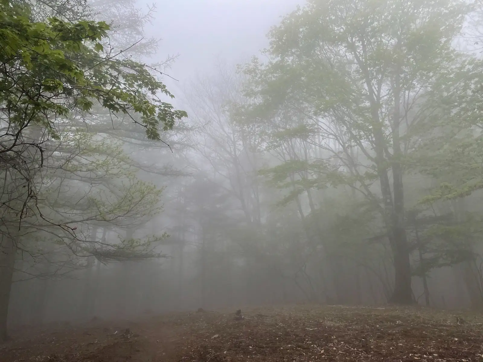 mist10.