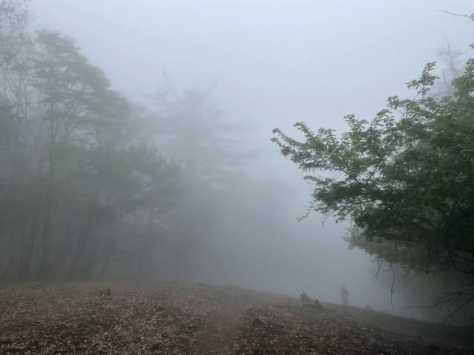 mist11.