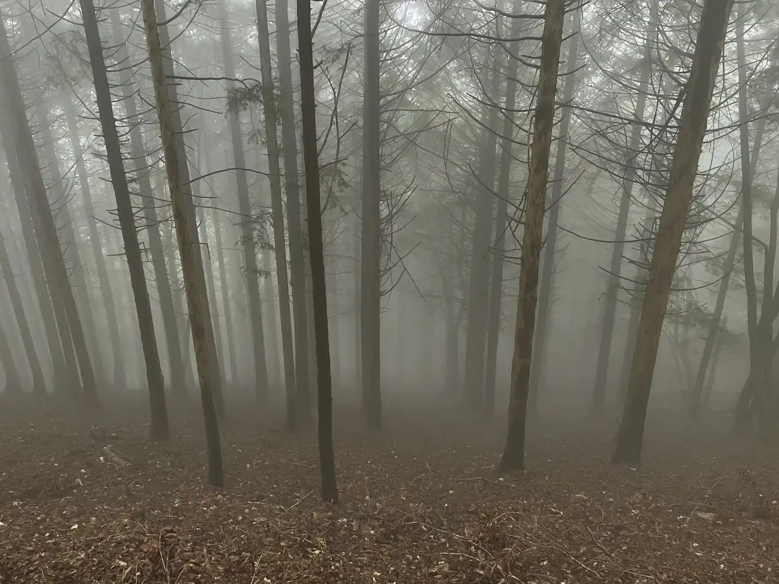 mist13.