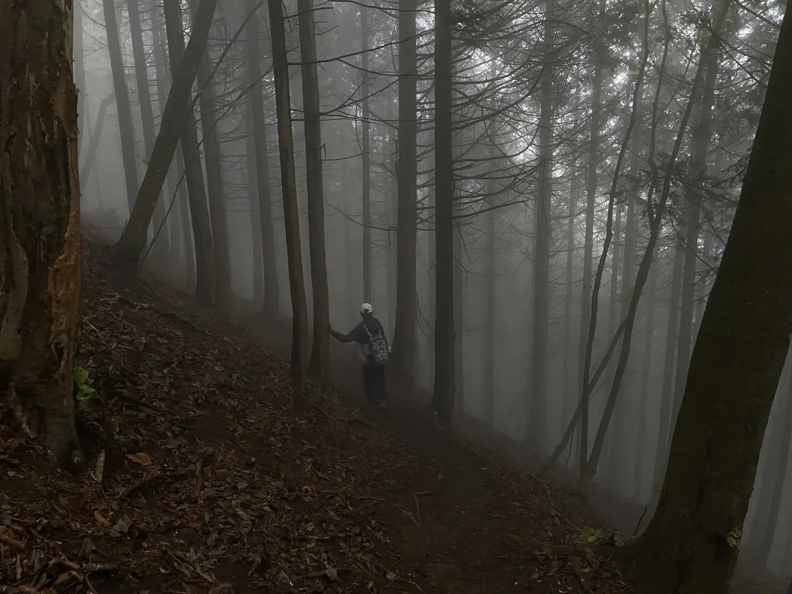 mist14.