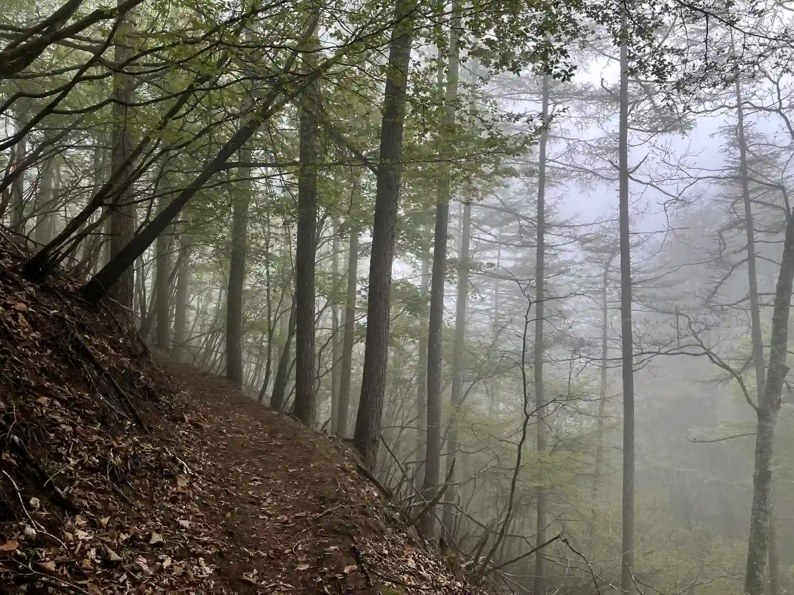 mist2.