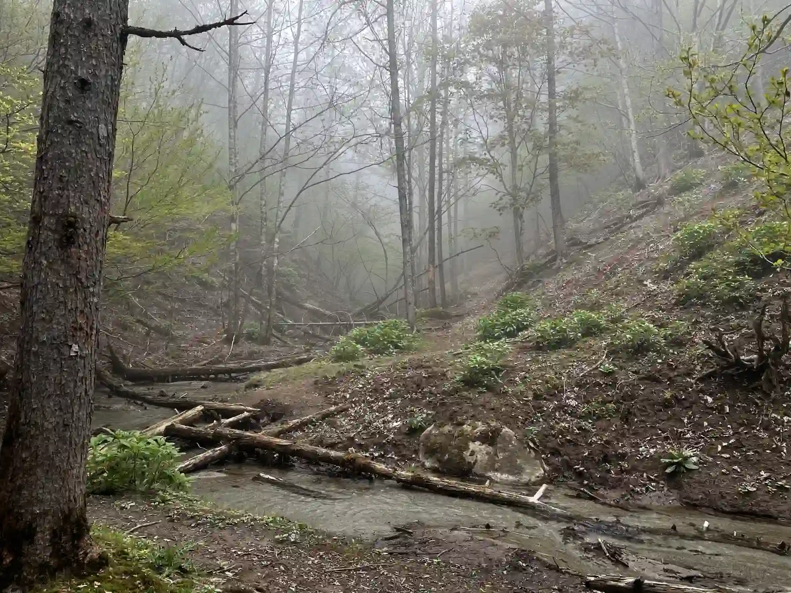 mist3.