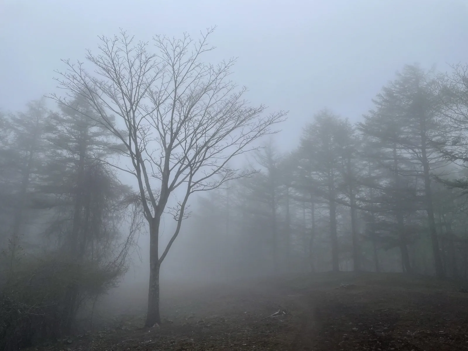 mist7.