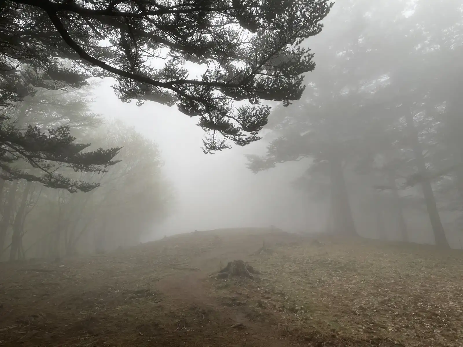 mist8.