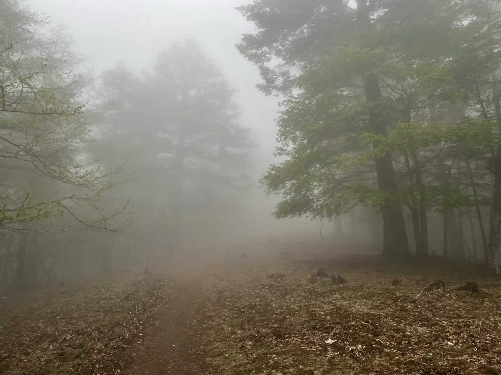 mist9.