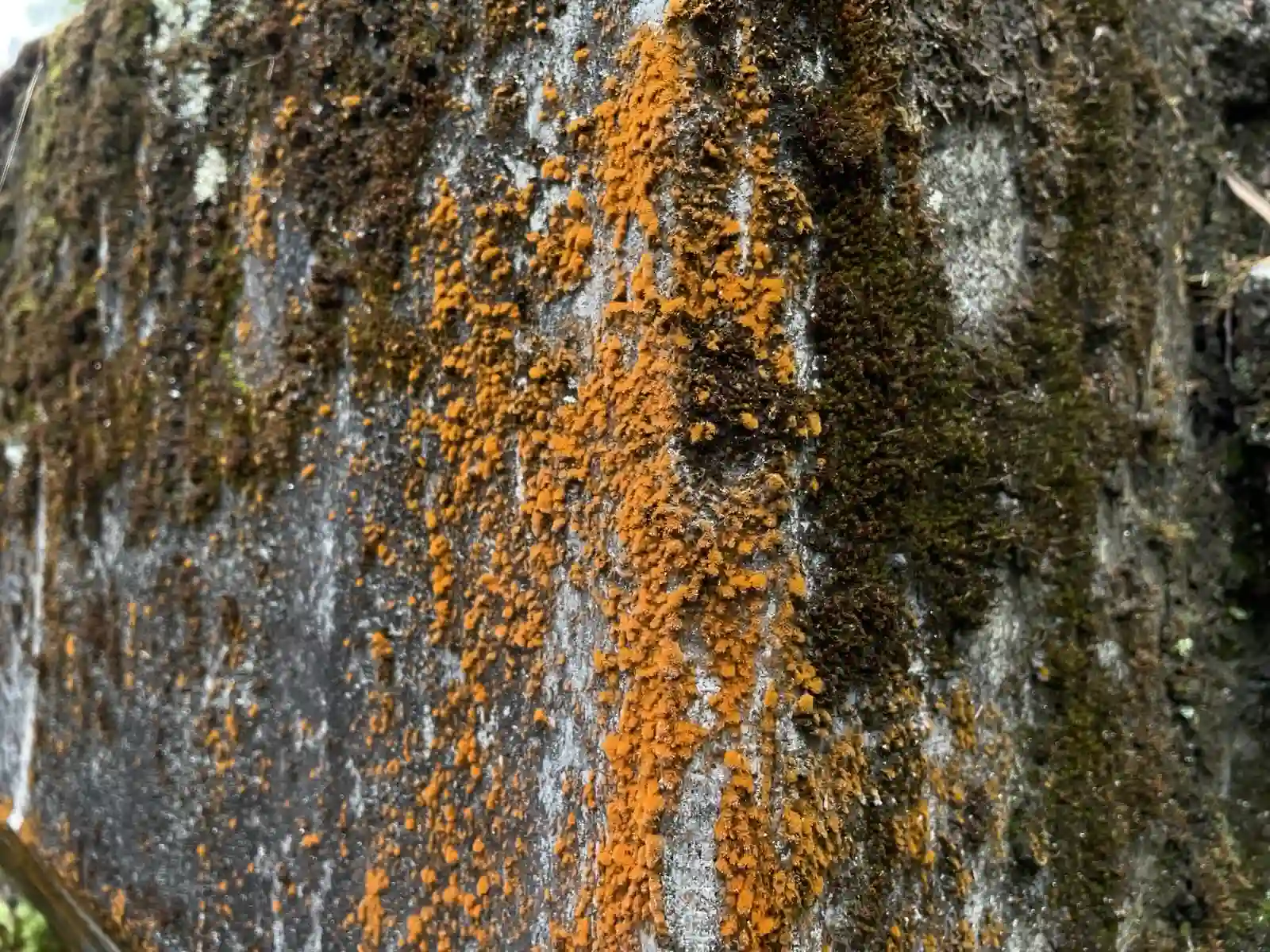 moss.