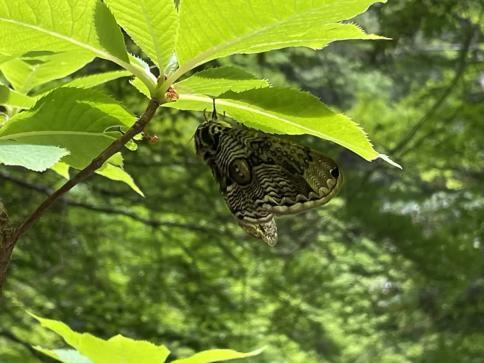 moth.