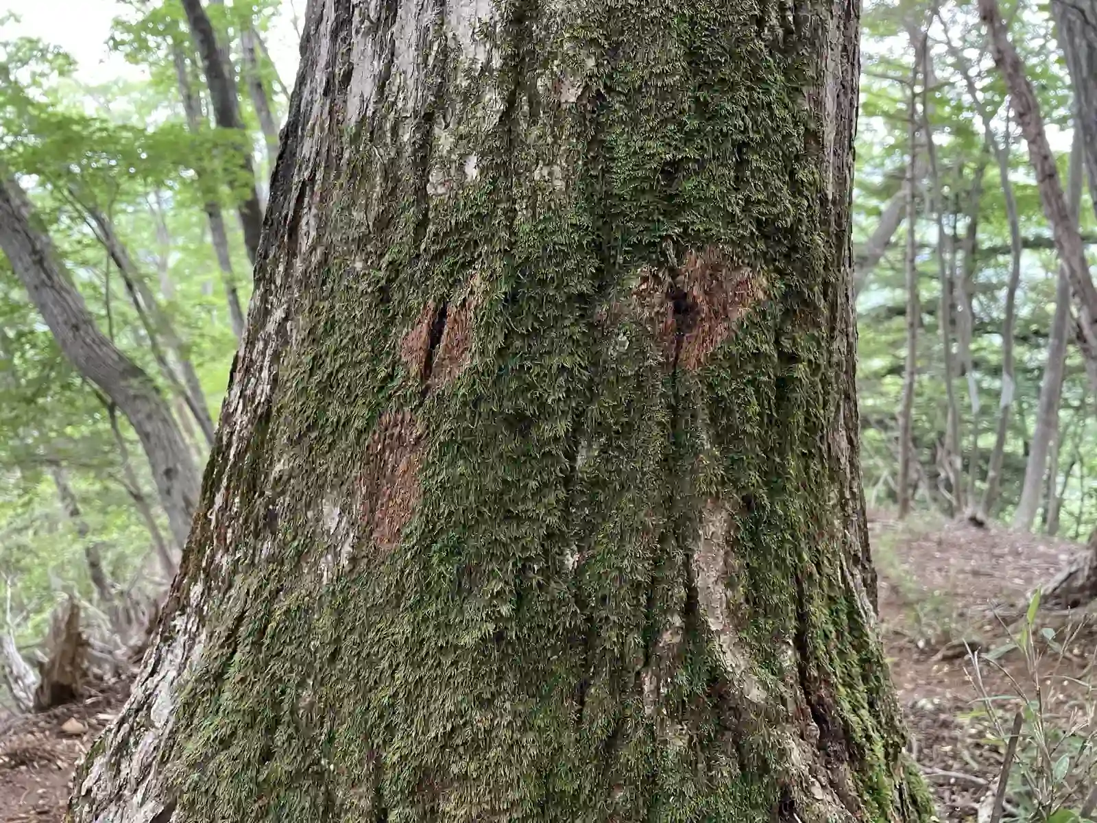 staringtree.