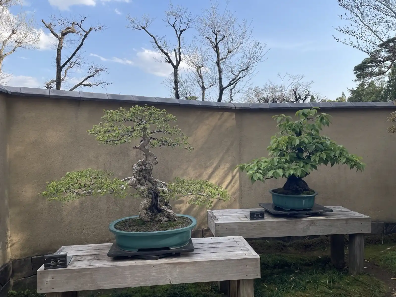 parkbonsai1.