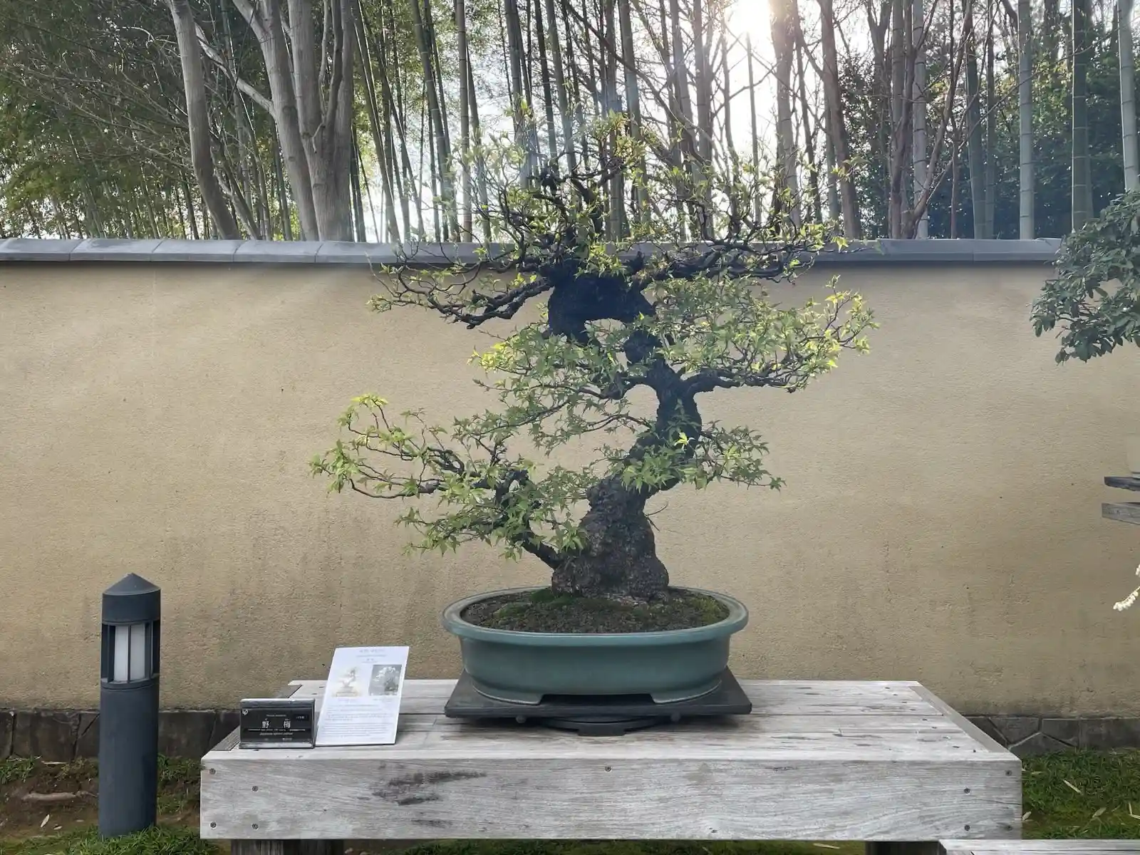 parkbonsai2.