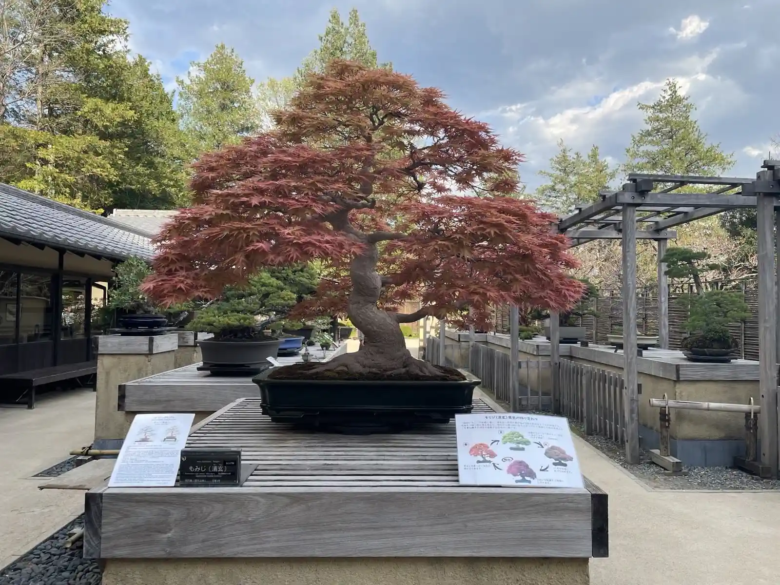 parkbonsai3.