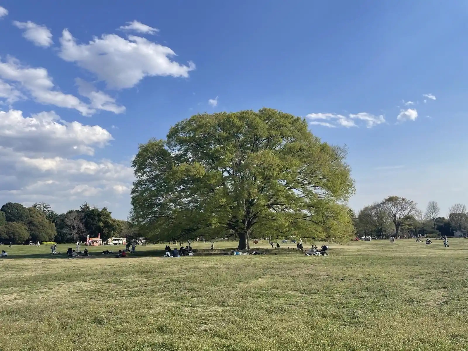 parktree.