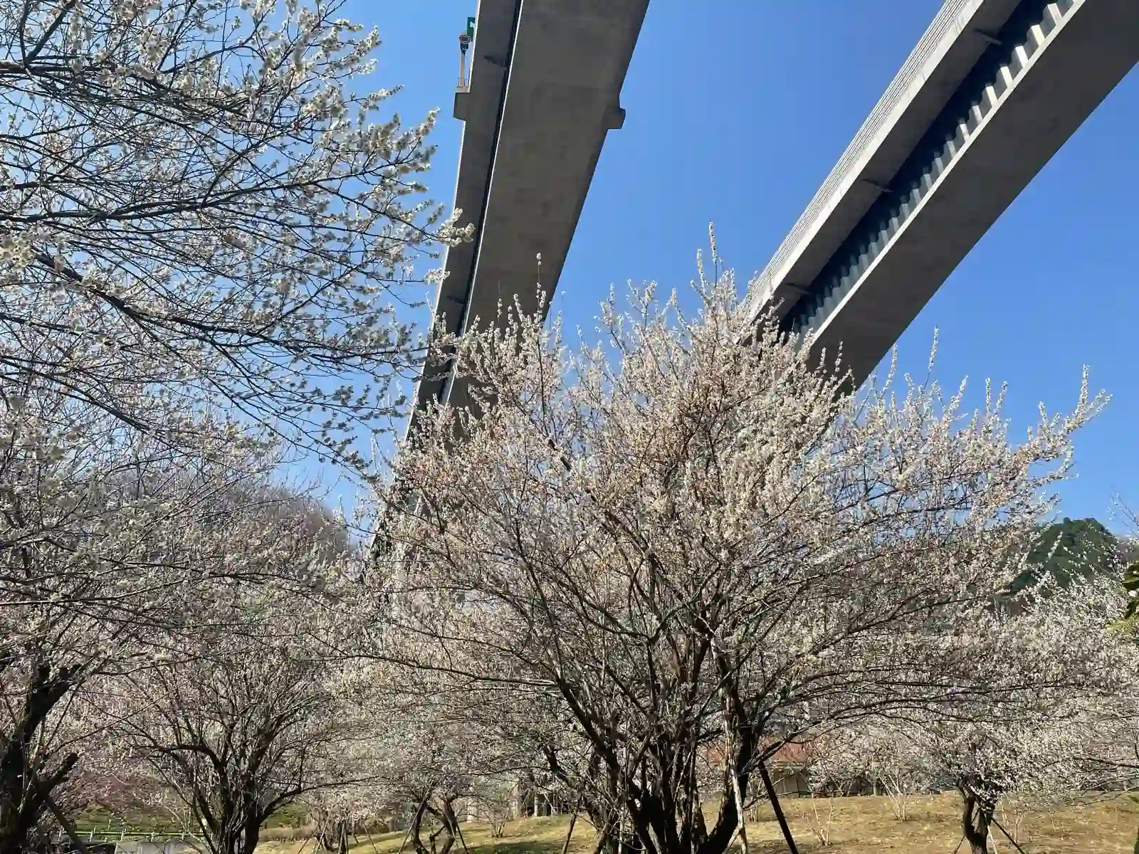 Highways over sakura trees.