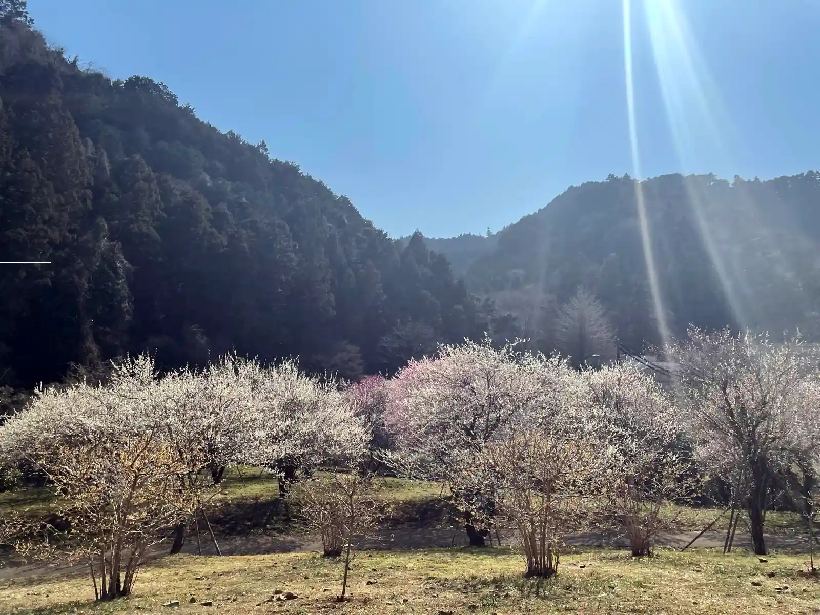 Sakura trees.