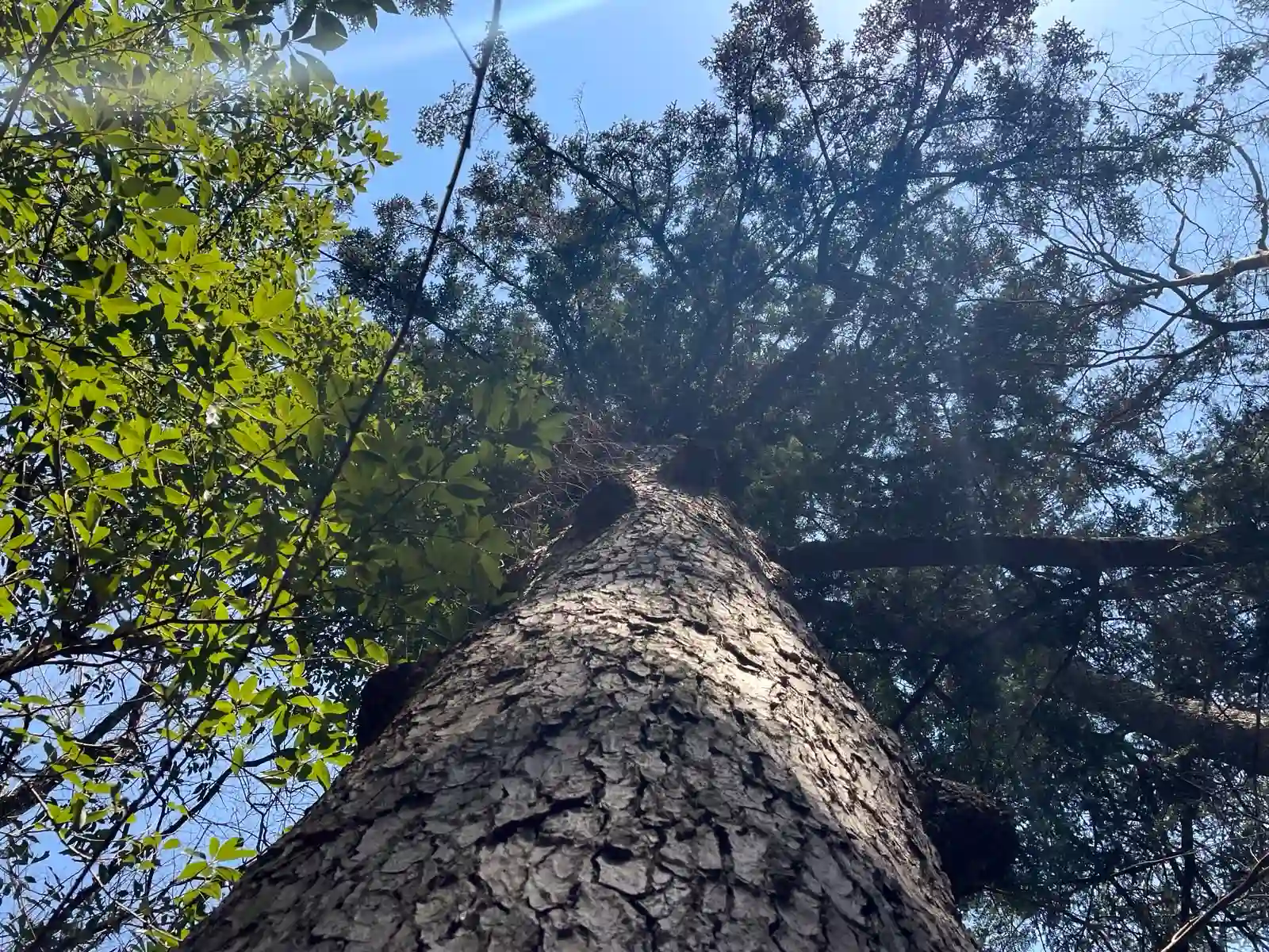 A tree from below.