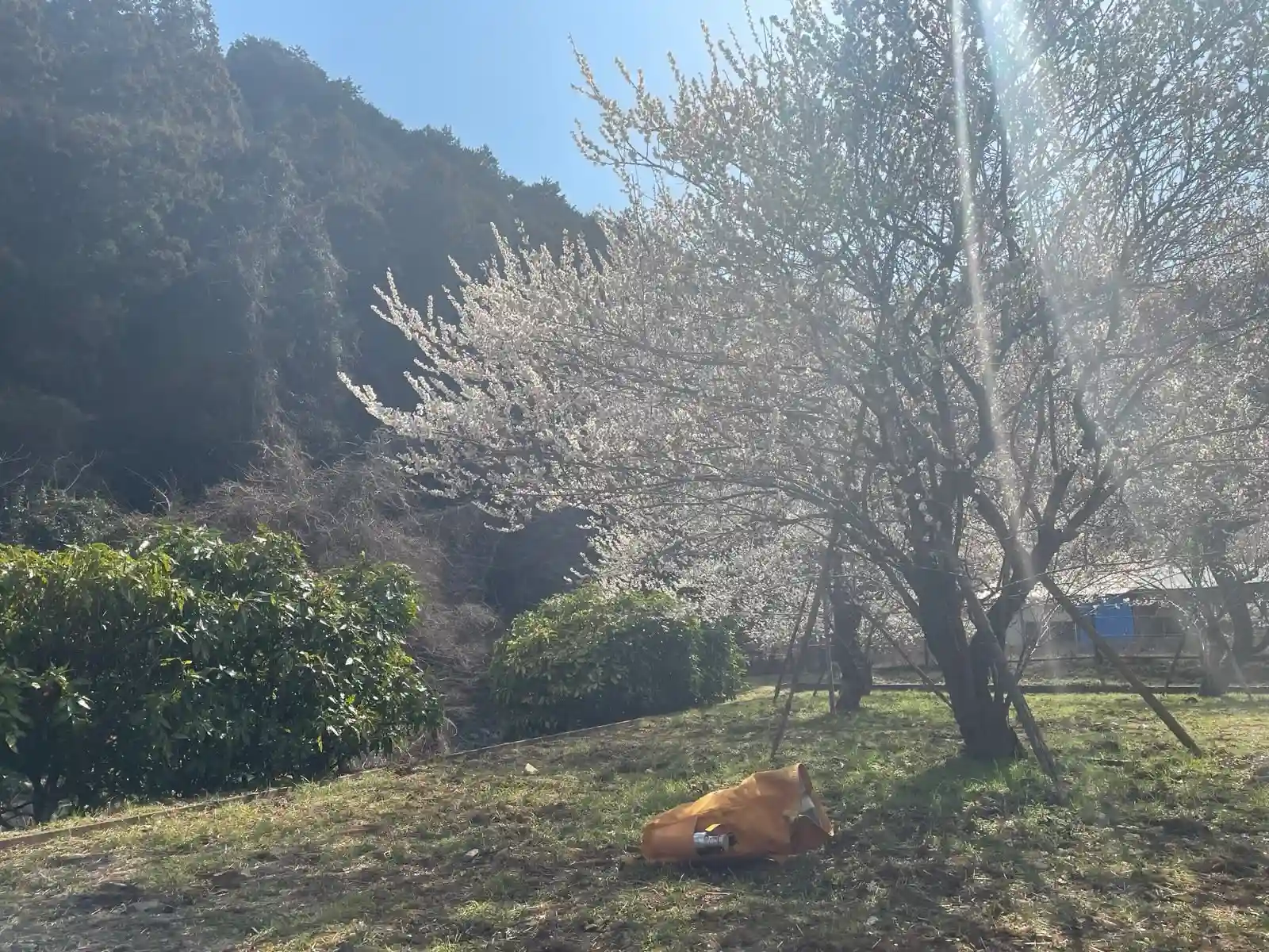 Sakura lunch.