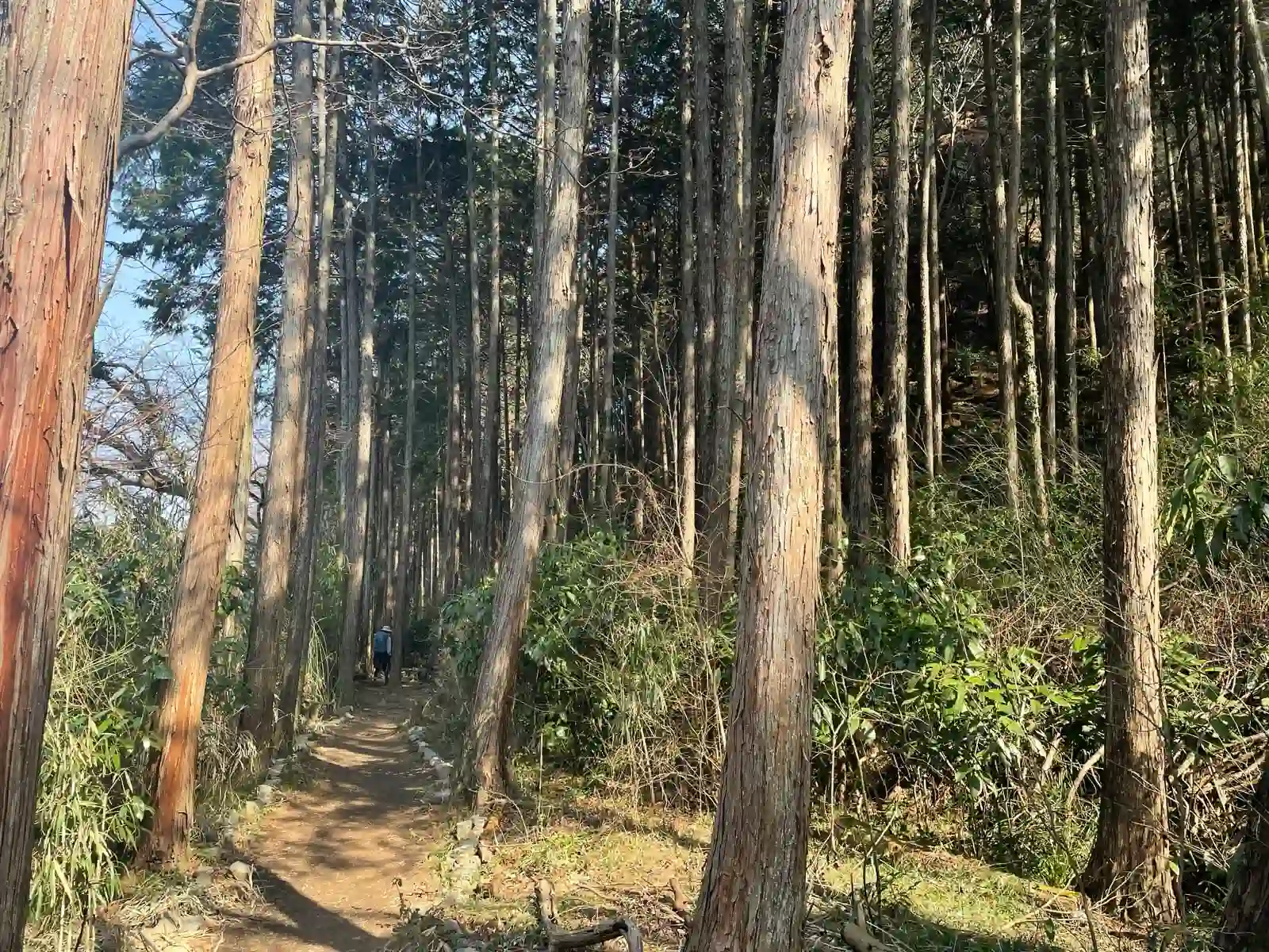 Valley forest.