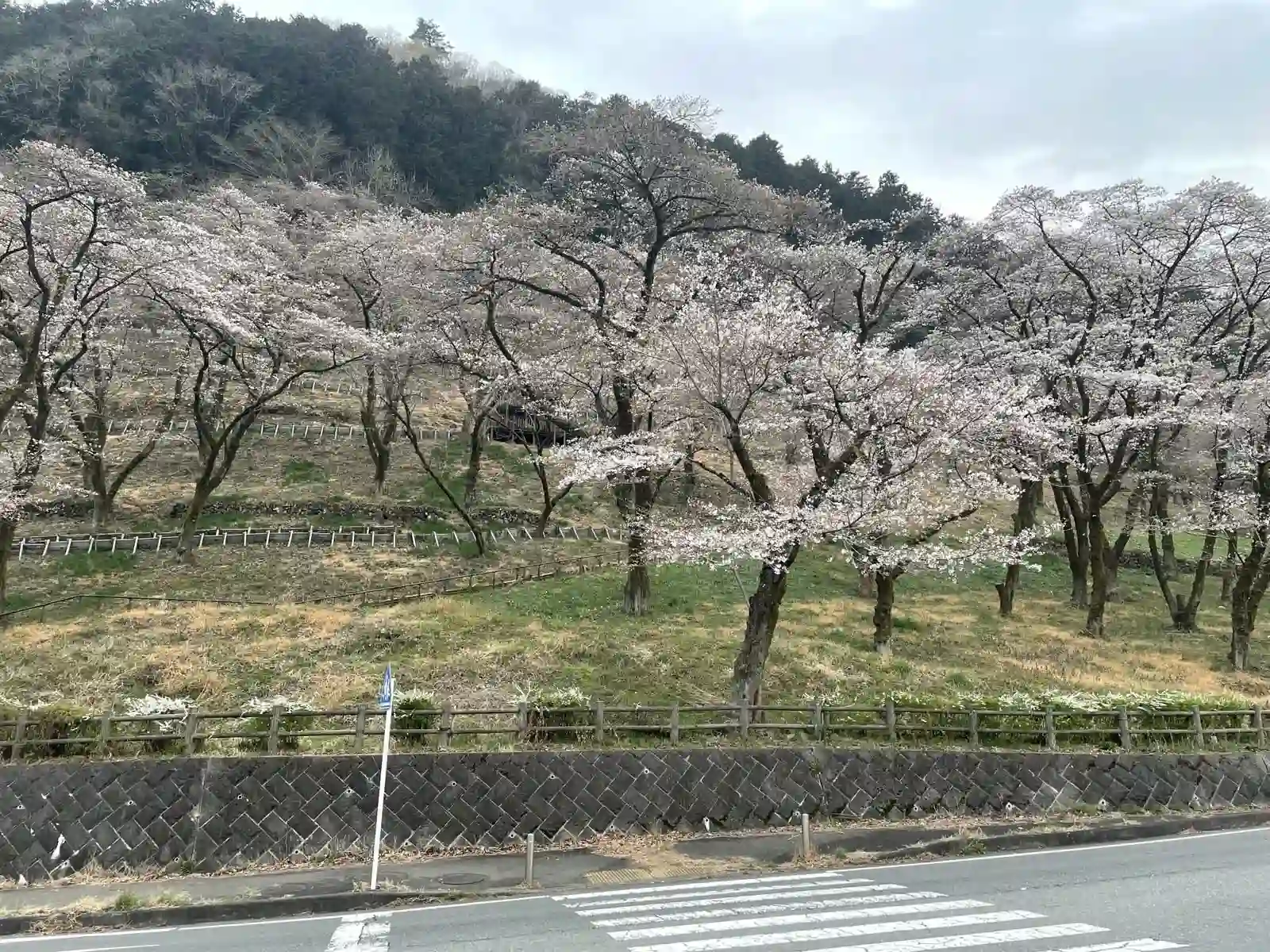Sakura stop.