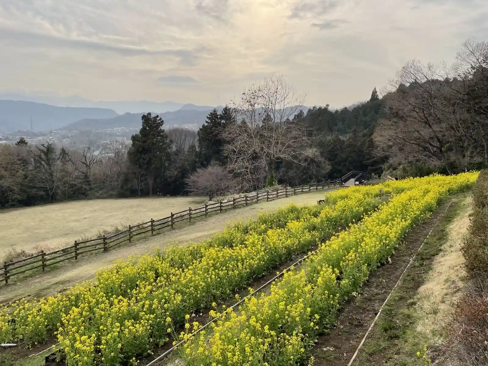 A field of flowers.