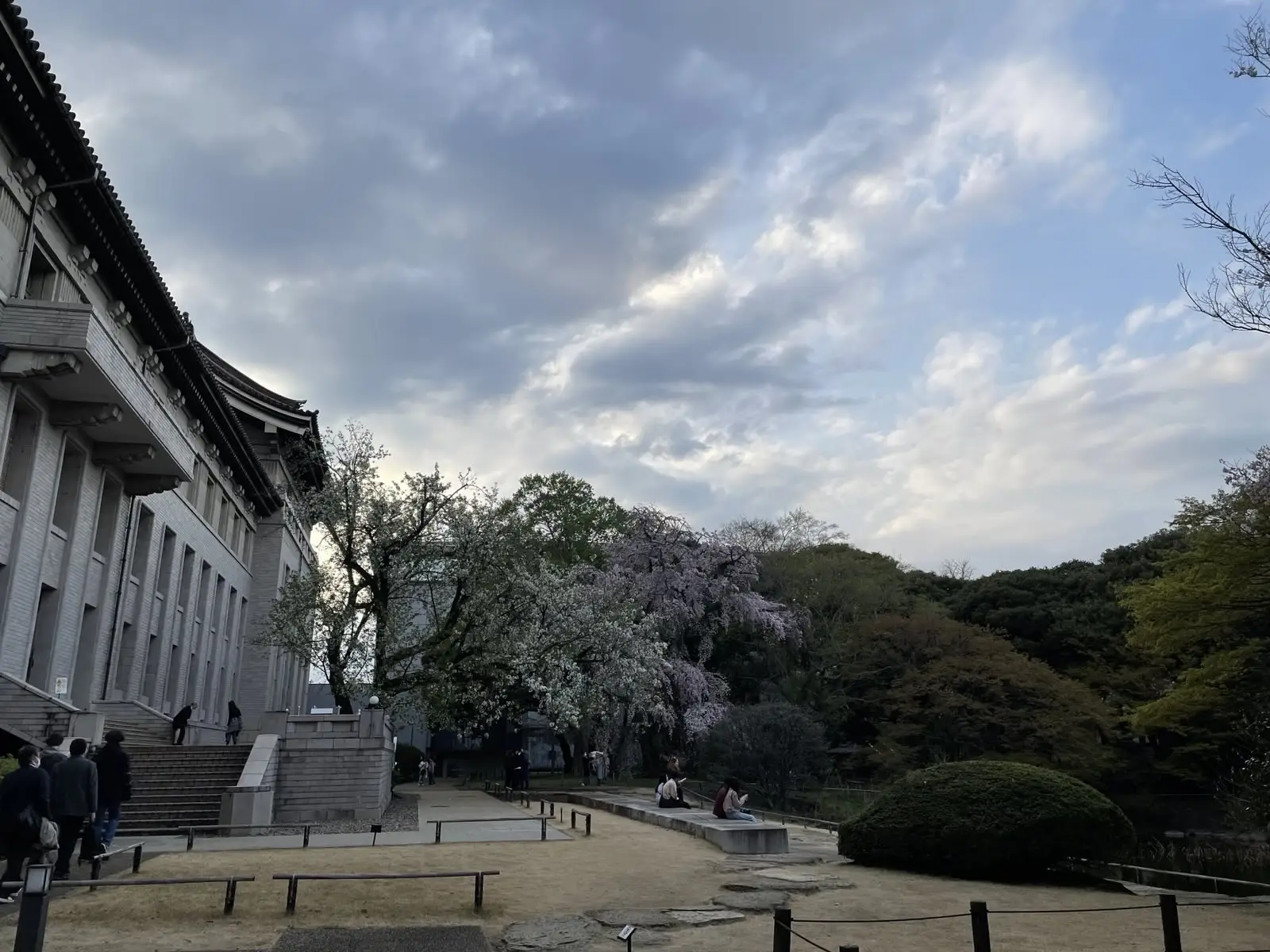 sakura.