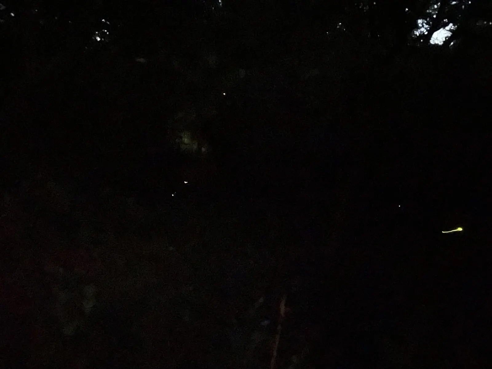 fireflies.